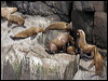 stellers_sealion_67922