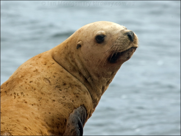 Stellers Sea Lion stellers_sealion_107617.psd