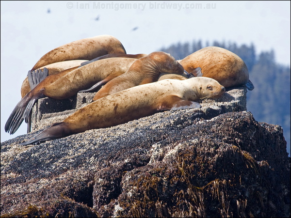 Stellers Sea Lion stellers_sealion_67613.psd