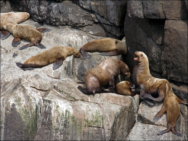 Stellers Sea Lion stellers_sealion_67922.psd