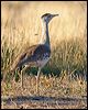 australian_bustard_00576