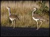 australian_bustard_00591