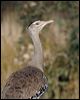 australian_bustard_00597