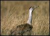australian_bustard_16434