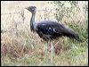 australian_bustard_34736