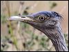 australian_bustard_34741