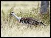 australian_bustard_48172