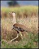 australian_bustard_59005