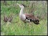 Click here to enter gallery and see photos of: Kori, Australian Bustard