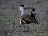 australian_bustard_80804