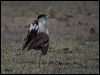 australian_bustard_80814