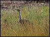 australian_bustard_94482