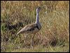 australian_bustard_94494