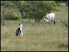 australian_bustard_99085