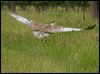 australian_bustard_99562