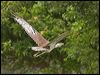 australian_bustard_99566