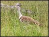 australian_bustard_99572