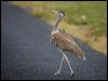 australian_bustard_99577