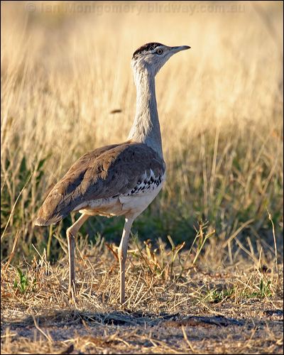 Australian Bustard australian_bustard_00576.psd