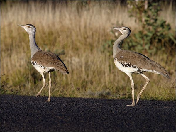 Australian Bustard australian_bustard_00591.psd