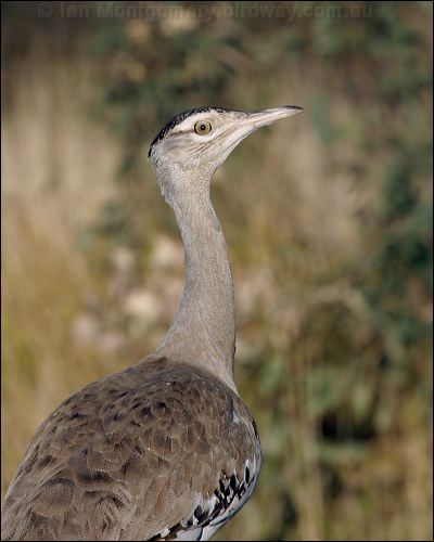 Australian Bustard australian_bustard_00597.psd