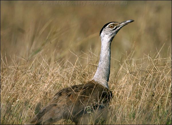 Australian Bustard australian_bustard_16434.psd