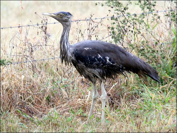 Australian Bustard australian_bustard_34736.psd