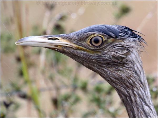 Australian Bustard australian_bustard_34741.psd