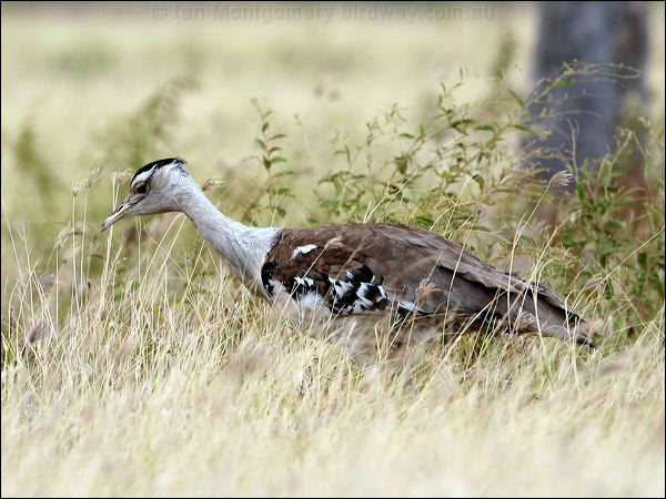 Australian Bustard australian_bustard_48172.psd