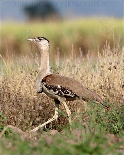 Australian Bustard australian_bustard_59005.psd