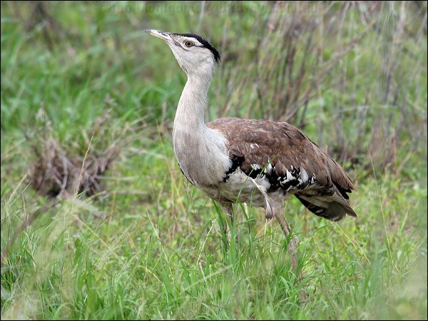 Australian Bustard australian_bustard_61019.psd