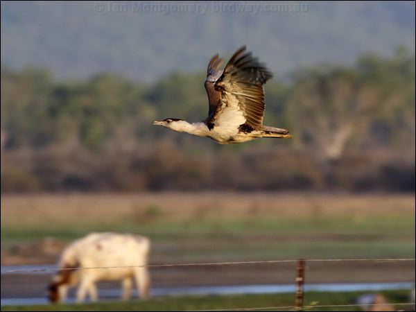 Australian Bustard australian_bustard_80656.psd