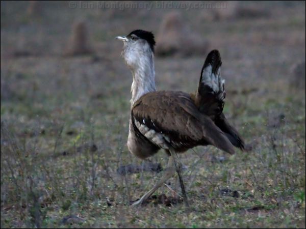 Australian Bustard australian_bustard_80804.psd
