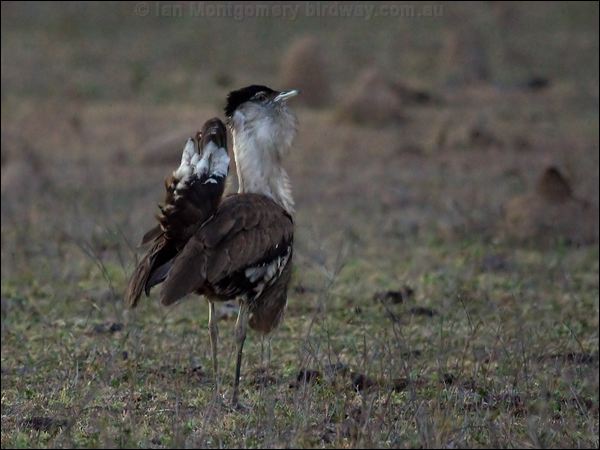 Australian Bustard australian_bustard_80814.psd