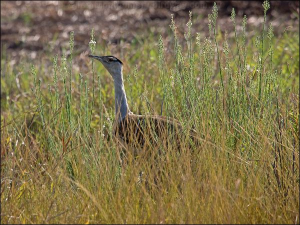 Australian Bustard australian_bustard_94482.psd