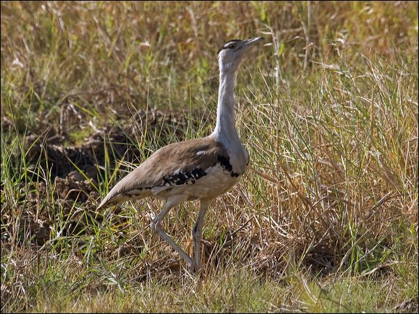 Australian Bustard australian_bustard_94494.psd