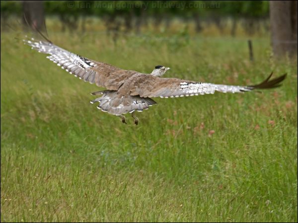 Australian Bustard australian_bustard_99562.psd