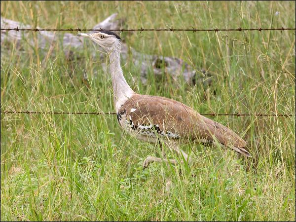 Australian Bustard australian_bustard_99572.psd