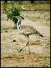 kori_bustard_02