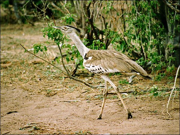 Kori Bustard kori_bustard_01.jpg