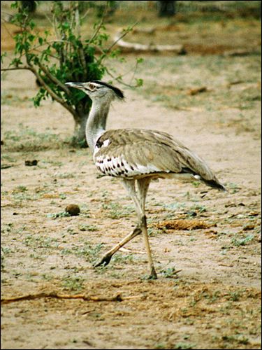 Kori Bustard kori_bustard_02.jpg