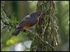 bowers_shrike_thrush_12784