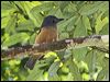 bowers_shrike_thrush_158729