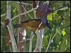 bowers_shrike_thrush_158732