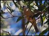 bowers_shrike_thrush_167847