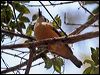 bowers_shrike_thrush_64319