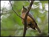 bowers_shrikethrush_156475