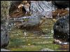 bowers_shrikethrush_156497