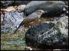 bowers_shrikethrush_156498