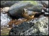 bowers_shrikethrush_156501